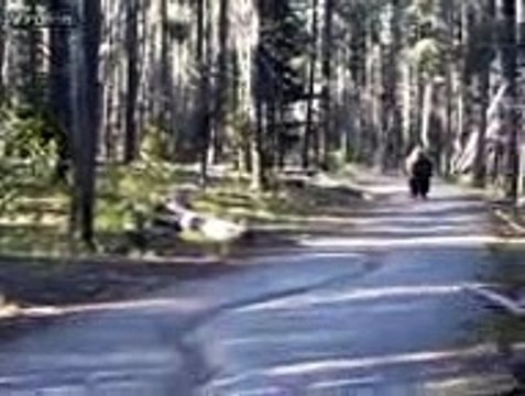 Quand un énorme bison passe à 2m de toi tu restes calme Très calme !