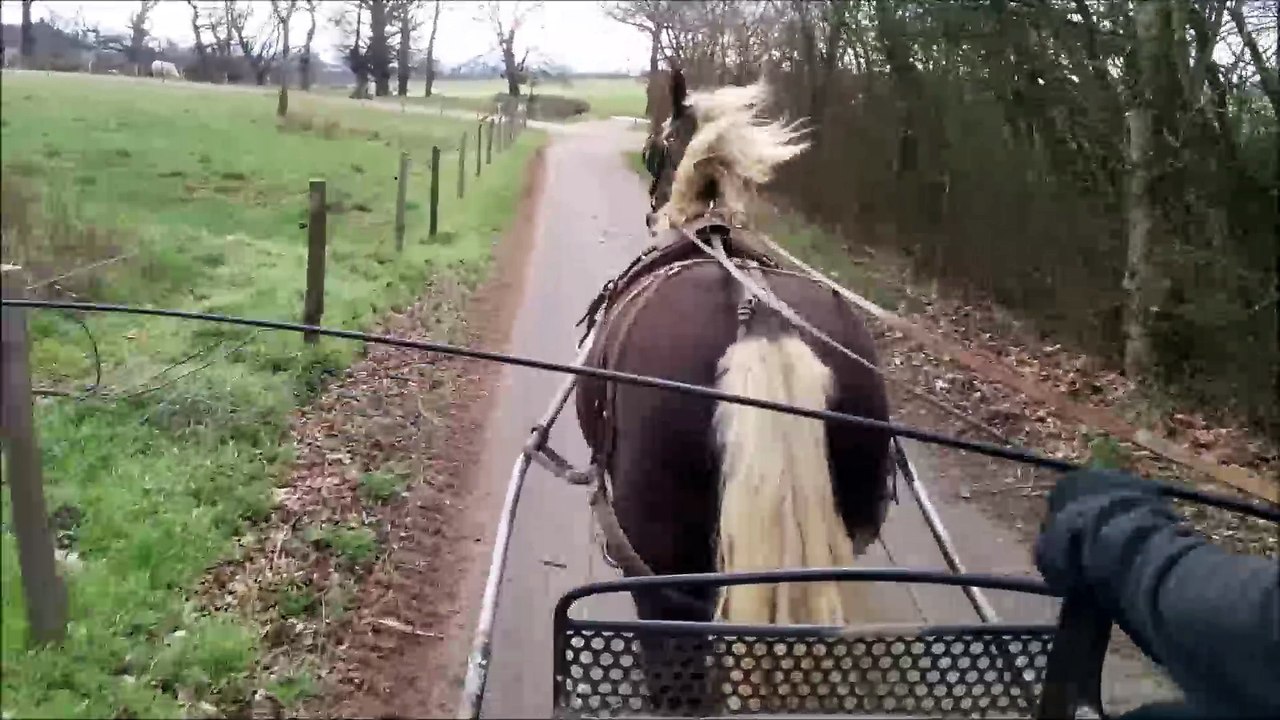 Bambi en extérieur - Jolie Hongre ONC Selle, attelé/monté.