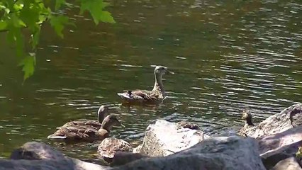 NEW ! Minnesota Outdoors, Parks, Rivers and Lakes ! Stunning Wildlife in HD !