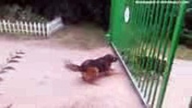 Séparés par un portail, ces chiens enragés sont sur le point de se battre, mais regardez ce qui se passe !