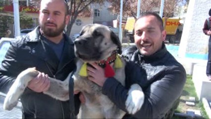 Denizli - Kangal Köpekleriyle Hollanda ve Almanya'ya Meydan Okudular
