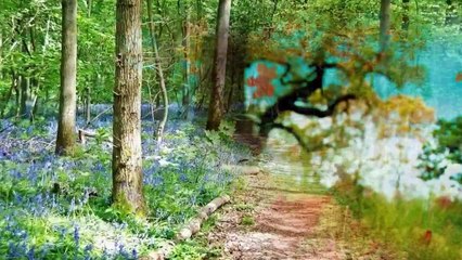 Con Đường Xưa Em Đi (Châu Kỳ) - Như Quỳnh, Trường Vũ