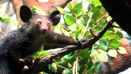 Aye-aye Rare Madagascar Lemur - Cincinnati Zoo