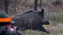 Une sélection des meilleurs moments de la chasse au sanglier 2017 part 2