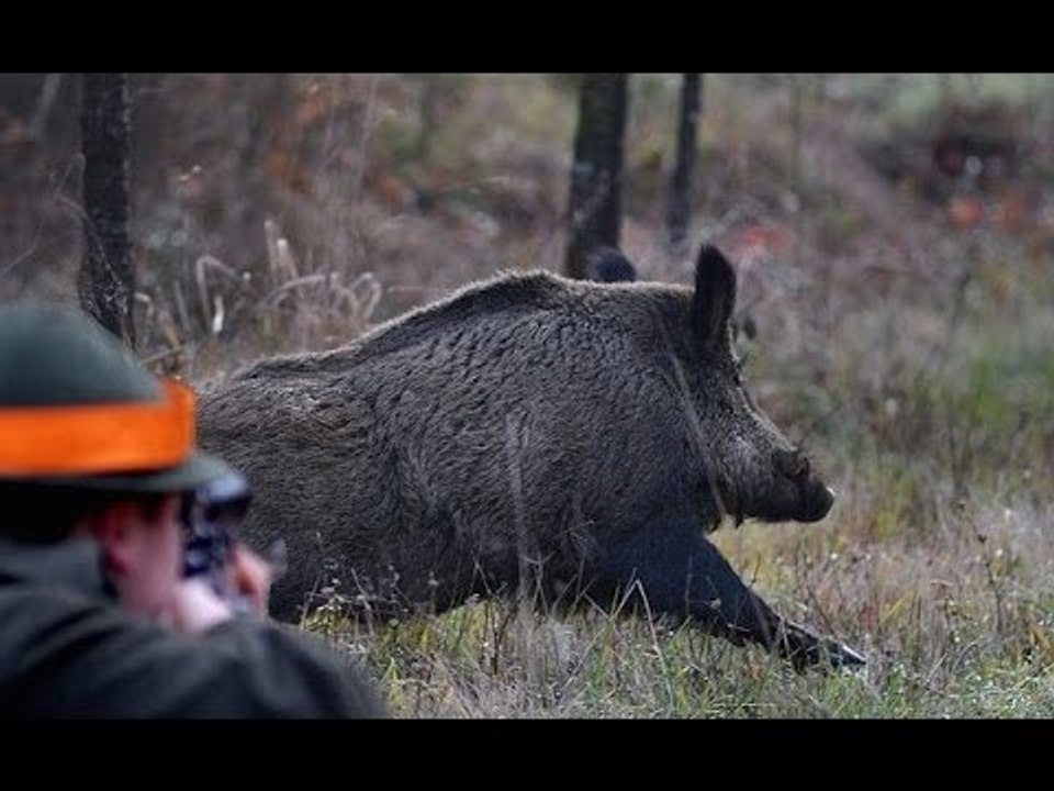 Une sélection des meilleurs moments de la chasse au sanglier 2017 part 2