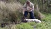 Ce mouton enlisé dans la boue a été sauvé par un youtubeur