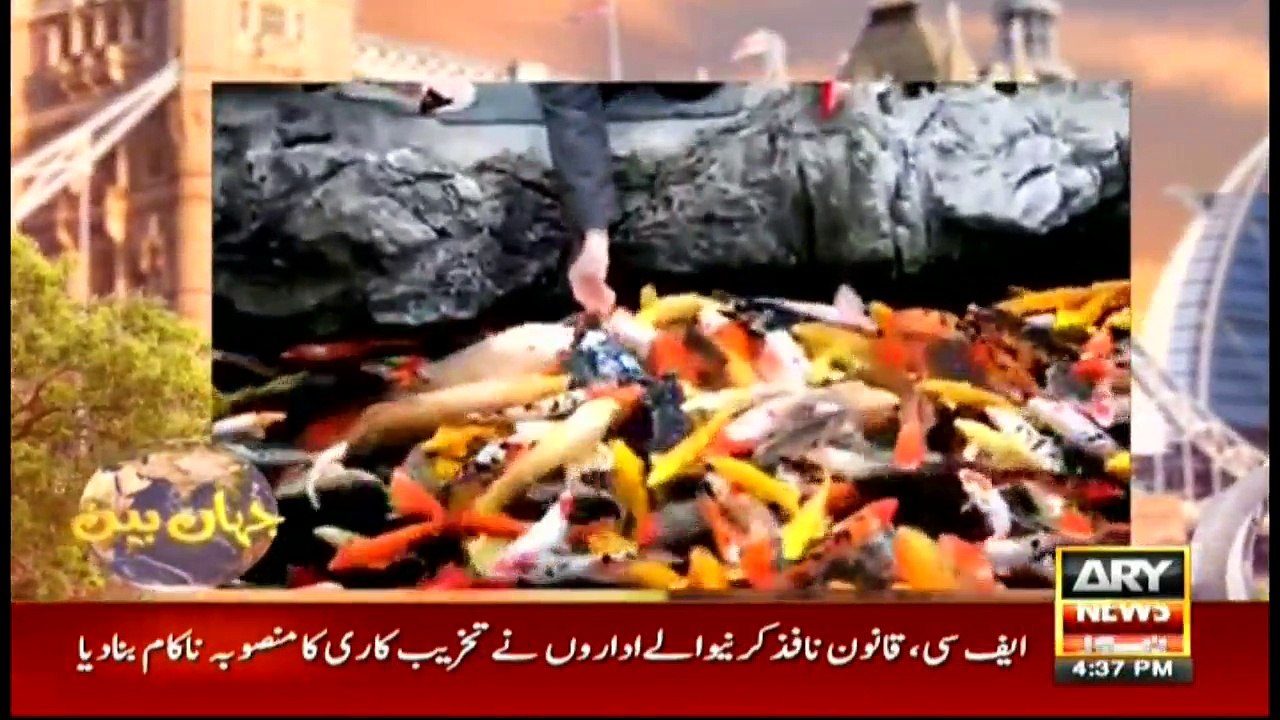 Jahan Bean 18th March 2017