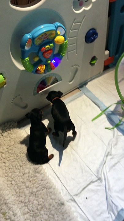Chiots English Toy Terrier 5 semaines