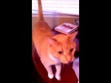 Cute Kitty Dances Along to Tequila Song