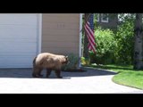 Man and Bear Scare Each Other Near Lake Tahoe