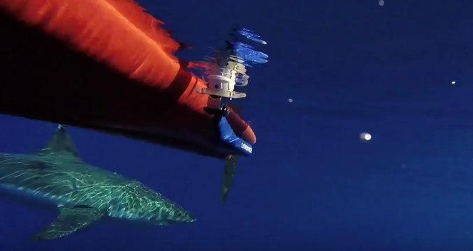 Fisherman Comes Dangerously Close to a Great White Shark in Maui