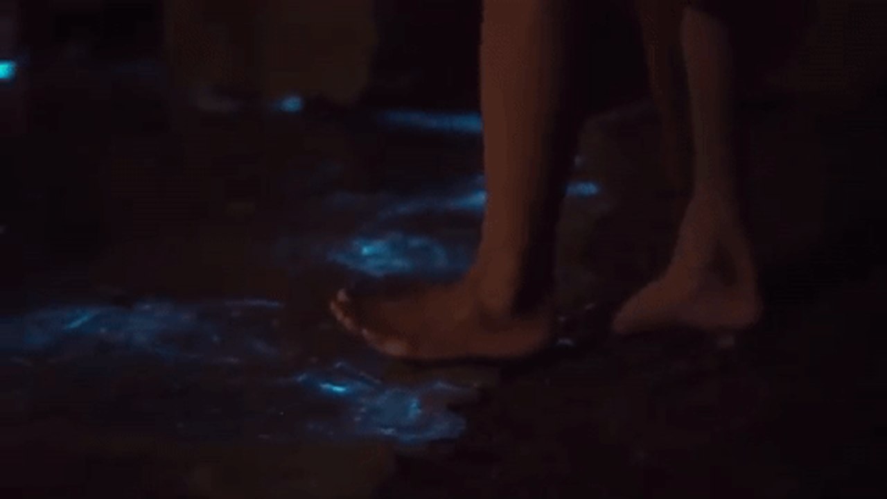 Bioluminescence Shines a Dazzling Blue in Tasmanian Water