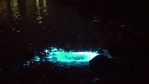 Bioluminescence Shines a Dazzling Blue in Tasmanian Water