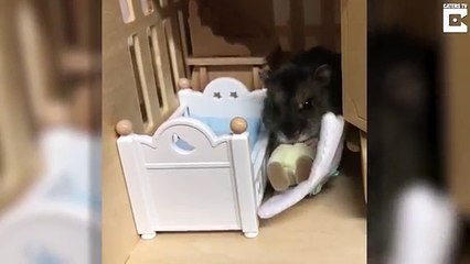 Découvrez le plus mignon des hamsters qui mange du yaourt à la petite cuillère