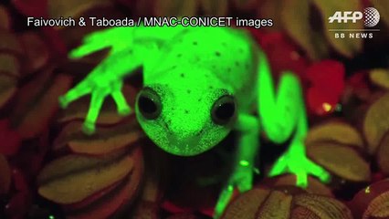Des chercheurs argentins ont trouvé une grenouille fluorescente