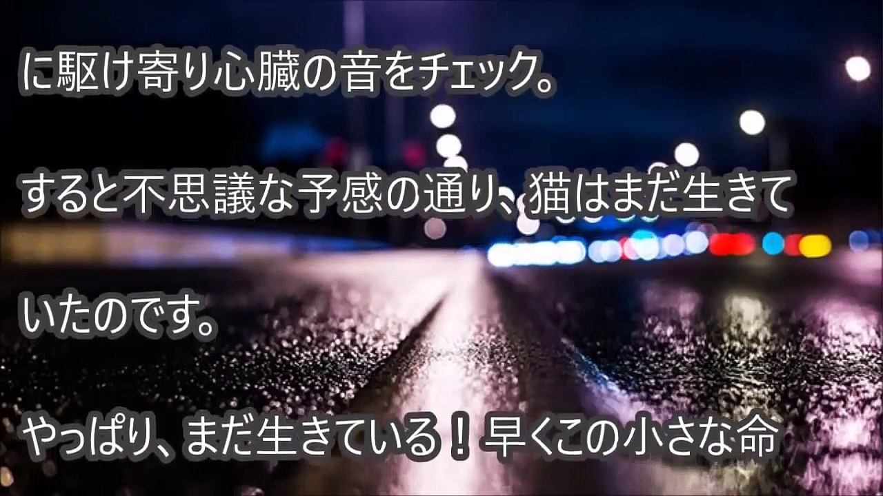 【猫日記６】車に轢かれた椰子ネコと慰める猫たち【ペロペロなめる】