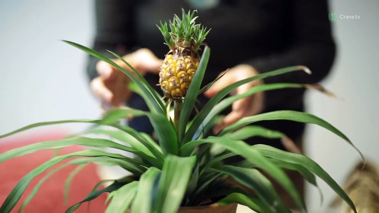 Le cuir d'ananas, l'invention végane qui sauve la peau des animaux