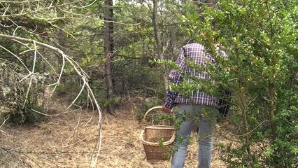 D!CI TV : Comment se passe la cueillette des morilles à La Piarre ?