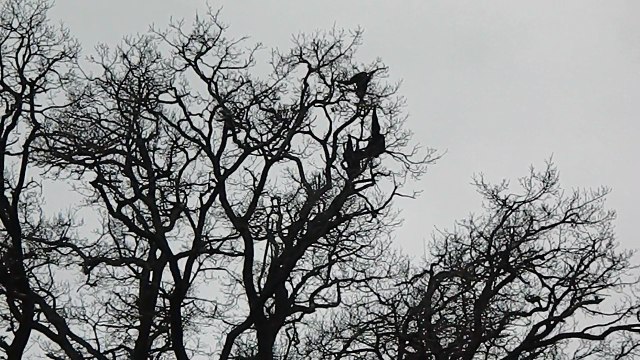 Chant des gibbons siamang