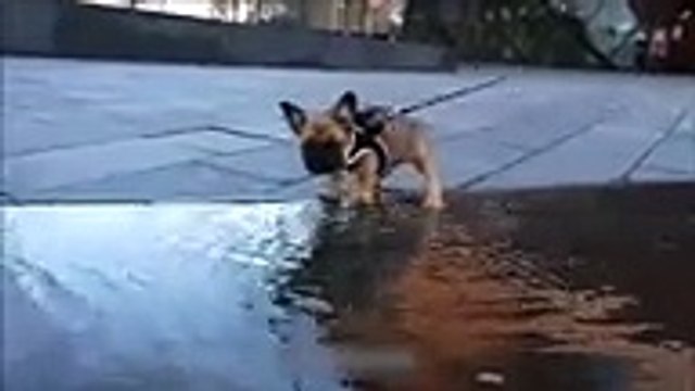 Pour ce chiot, traverser une flaque ce comme traverser une rivière !