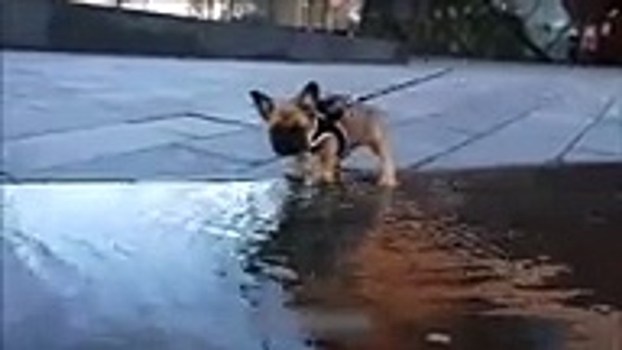 Pour ce chiot, traverser une flaque ce comme traverser une rivière !