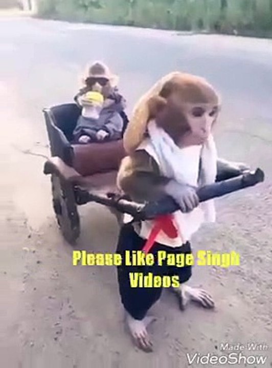 Funny Monkey .. !!!
