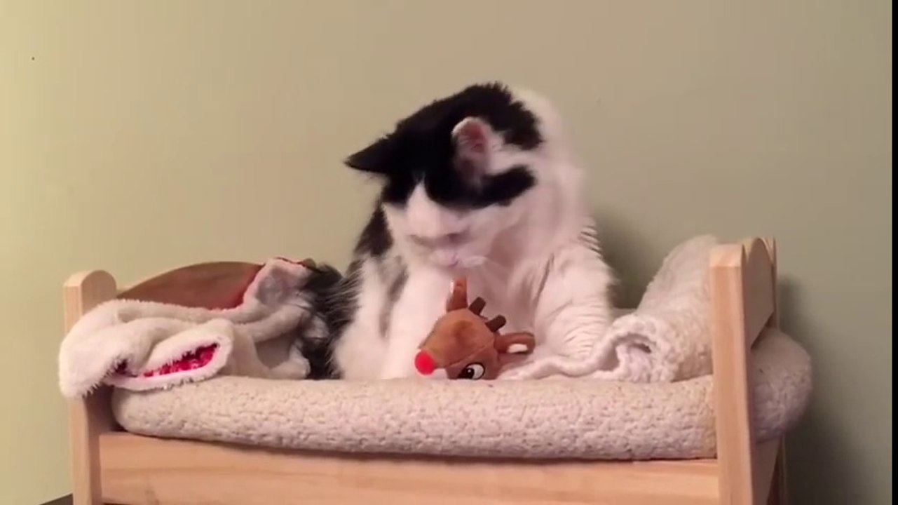 Ce chat va se coucher dans son petit lit tout seul! Trop chou