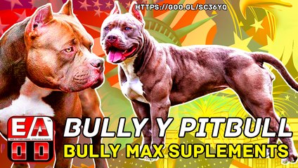 BULLY Y PITBULL MAS FUERTES ALIMENTADOS CON BULLY MAX SUPLEMENTS