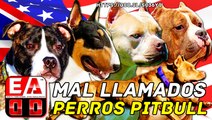 EL AMERICAN PITBULL TERRIER (APBT) VS LAS LINEAS DE PERROS TIPO PITBULL