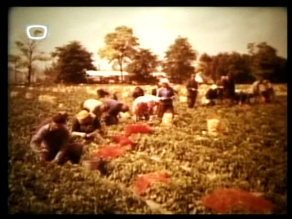 Mezőgazdasági Termelőszövetkezetek Magyarországon 1981