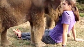 Cute Baby elephant trying to grab the girl's nose