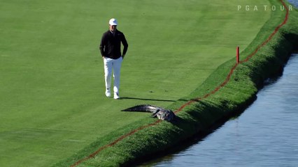 Brave golfer handles a gator on the course