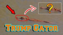 Strange Orange Aligator In South Carolina - The Trump Gator