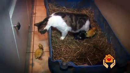 VID-20160408-WA0012-1-11