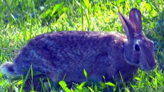 Веселая и милый Кролик Кролик видео сборник Новые функции Новые функции