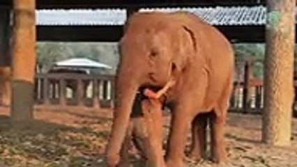 Cet éléphant s'endort après une berceuse de sa dresseuse !