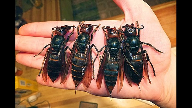 Smrtonosni insekti... Ovako izgleda ubod velikih azijskih stršljenova