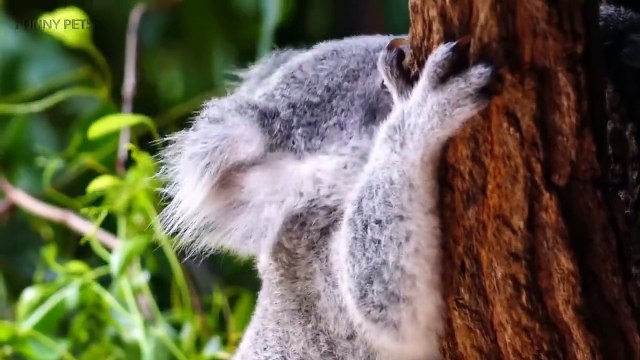 Cute Koalaying Funny Koala Bears [Funny Pets]
