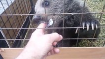 Cute Koalas Playing  Funny Koala unny Pets]