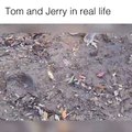 I famosi Tom e Jerry nella vita reale: Fantastici!