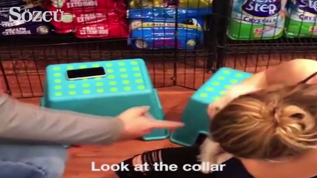 Köpek yavrusuyla evlenme teklif etti