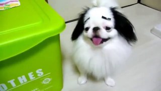 Funny Dogs Protecting Bab fbndng