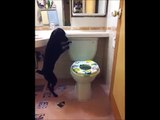 Ce chien connaît parfaitement comment utiliser les toilettes pour humain