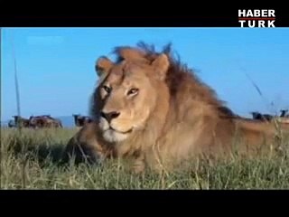 Aslan Öyle Bir Şey Yaptı Ki