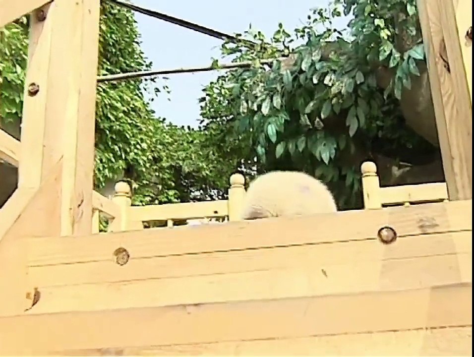Panda-Slide