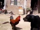 Dog & Cock-Fight