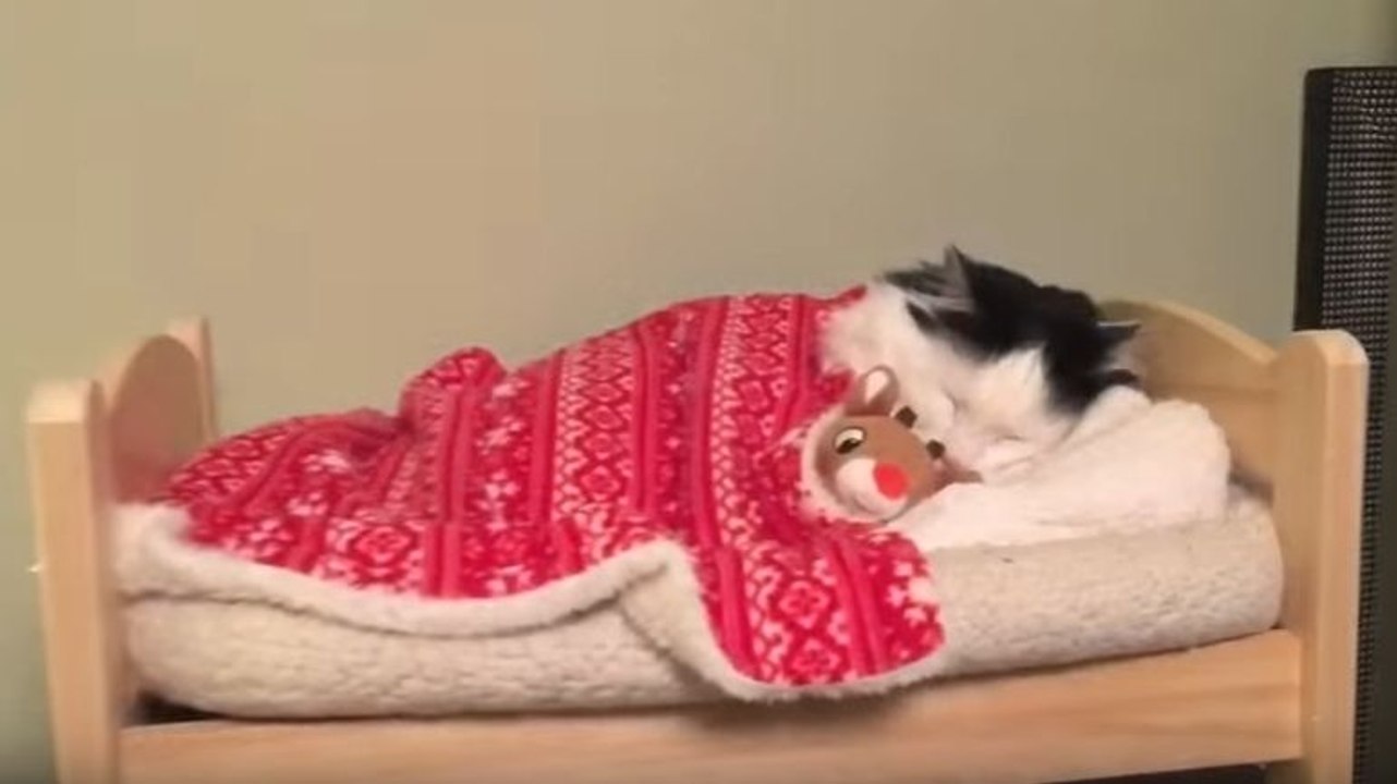 Un chat va au lit