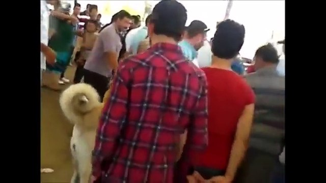 Hırçın Kangallar Dövüş Turnuvasında