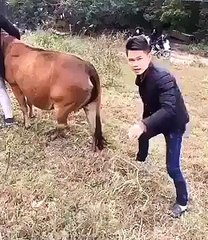 Kissing Cow's Butt