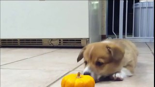 Once dogs try to eat pumpkins